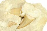 Two Otodus Shark Tooth Fossils in Rock - Morocco #292031-1